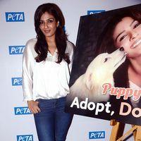 Raveena Tandon at launch of PETA's dog adoption campaign Photos | Picture 570554