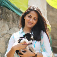 Anushka Shetty - Anushka at Blue Cross Pet Carnival 2014 Photos