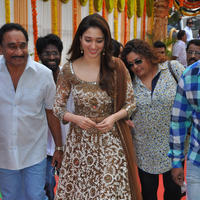 Tamanna at Bengal Tiger Movie Opening Stills | Picture 949652