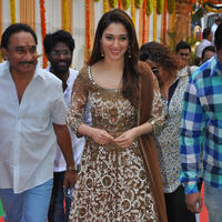 Tamanna at Bengal Tiger Movie Opening Stills | Picture 949653
