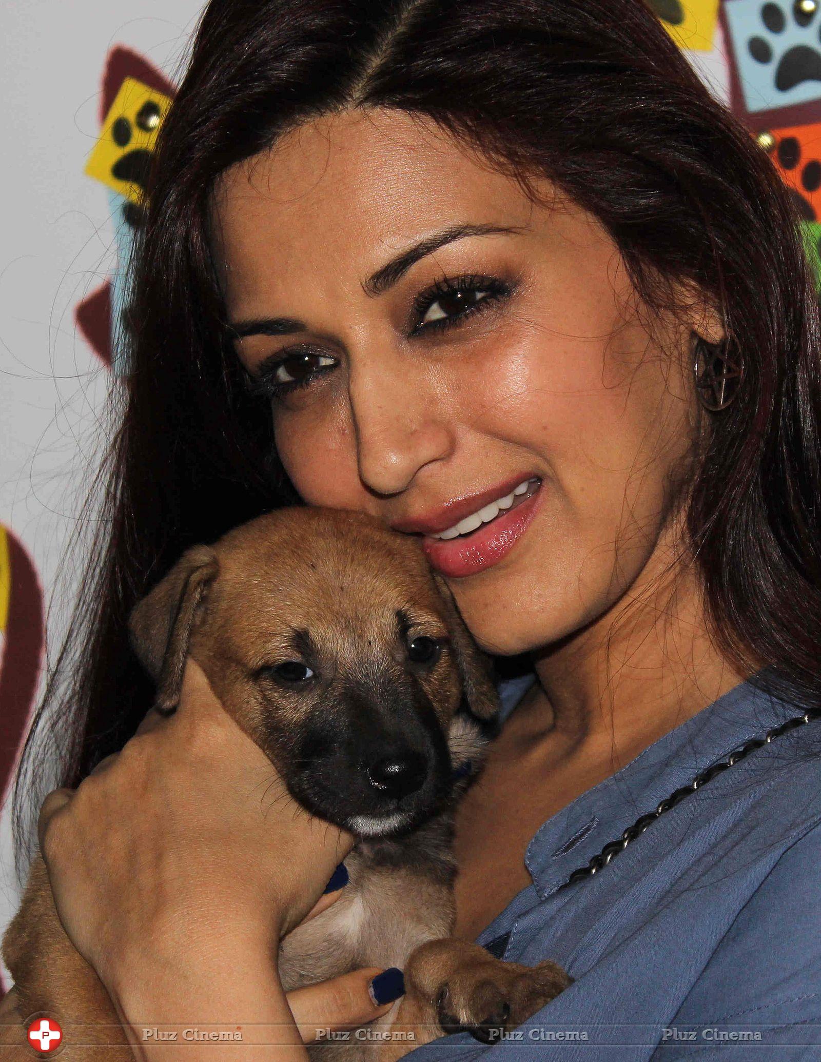 Sonali Bendre - Celebrities attends Pet Adoption 2013 Photos | Picture 651396