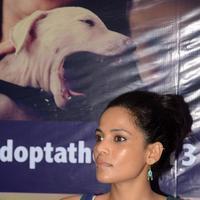 Priyanka Bose - Celebrities attends Pet Adoption 2013 Photos